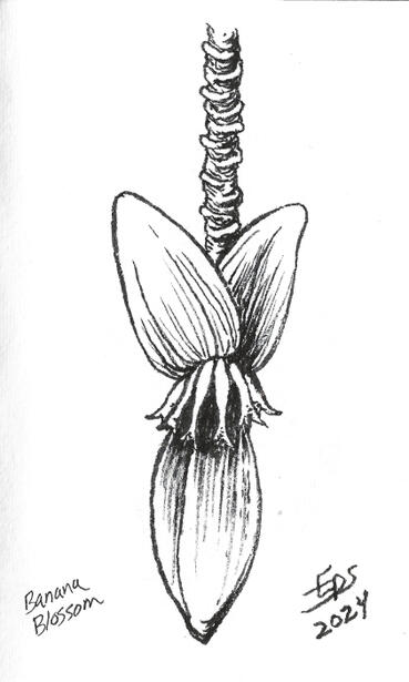 Banana Blossom - Ink On Paper - 5 X 7 - $300 USD